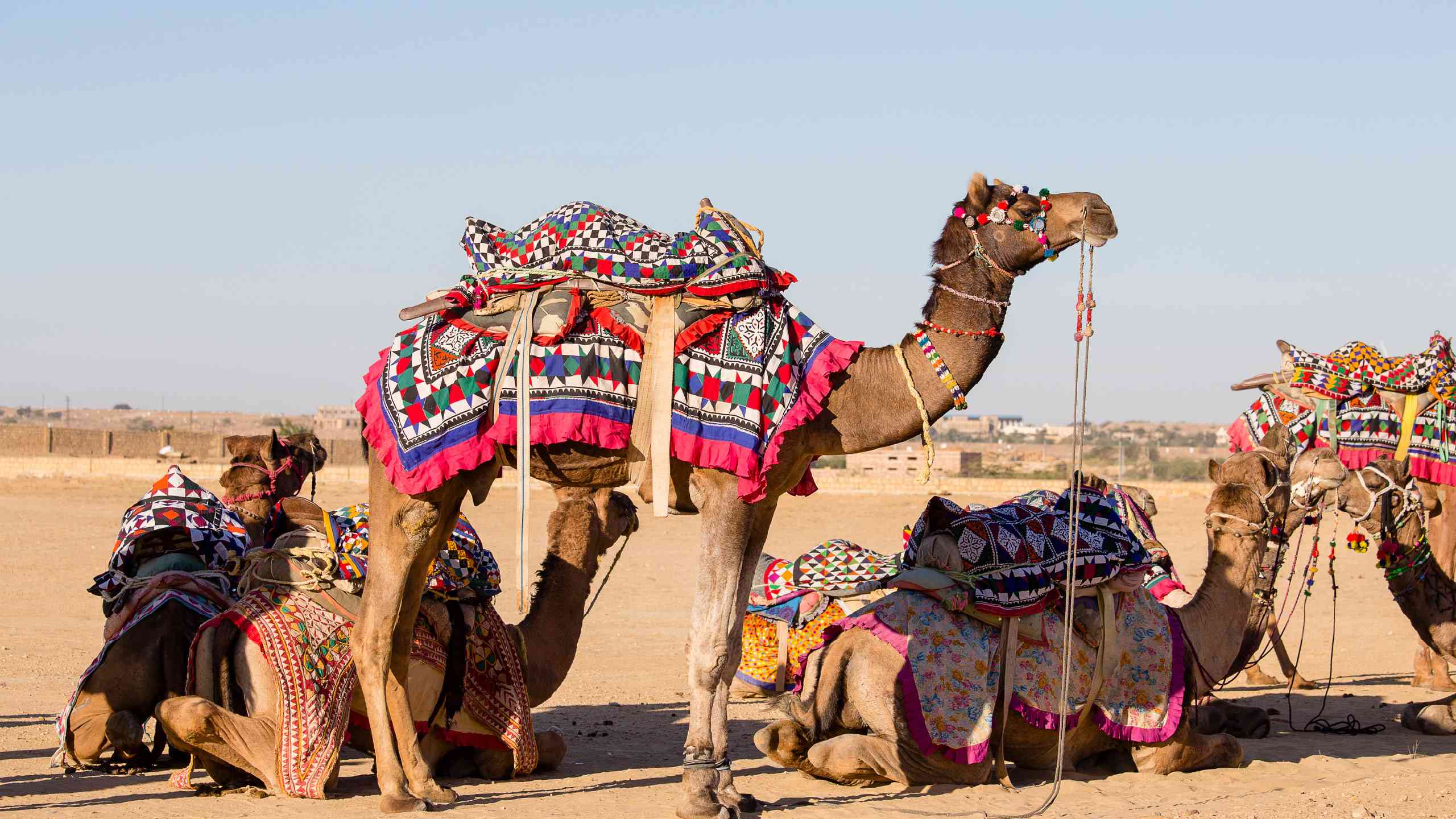 Decorated camel in Rajasthan, India by Oleg D